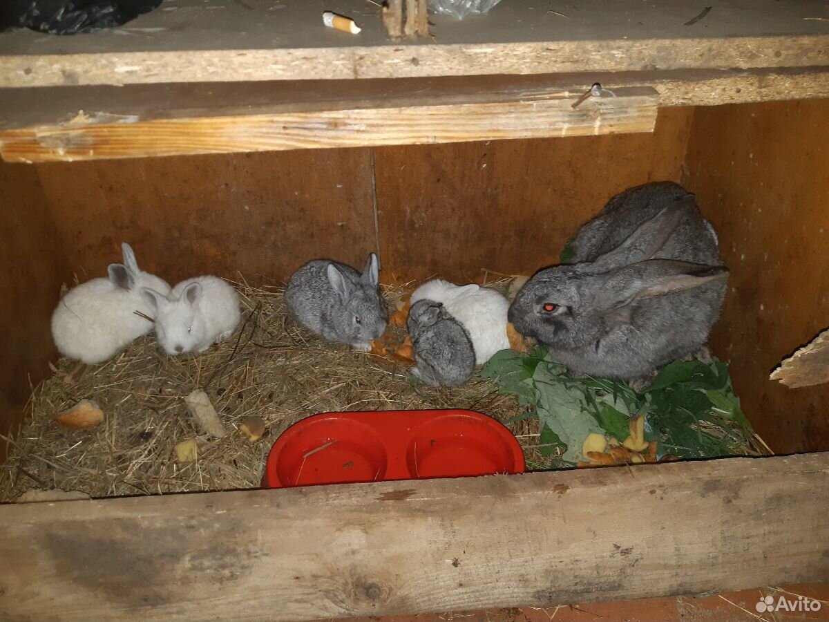 Кролики с крольчихой купить на Зозу.ру - фотография № 2
