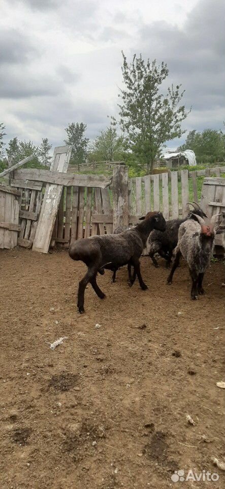 Овцы бараны ягнята козлят козы купить на Зозу.ру - фотография № 1