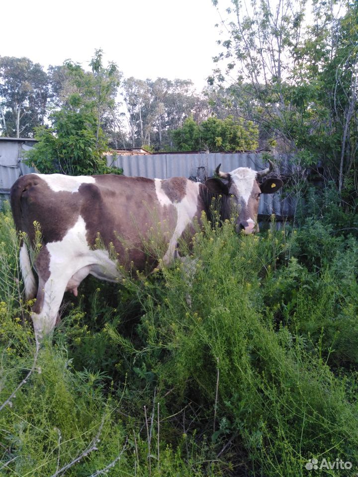 Продаётся удойная корова после отела купить на Зозу.ру - фотография № 1