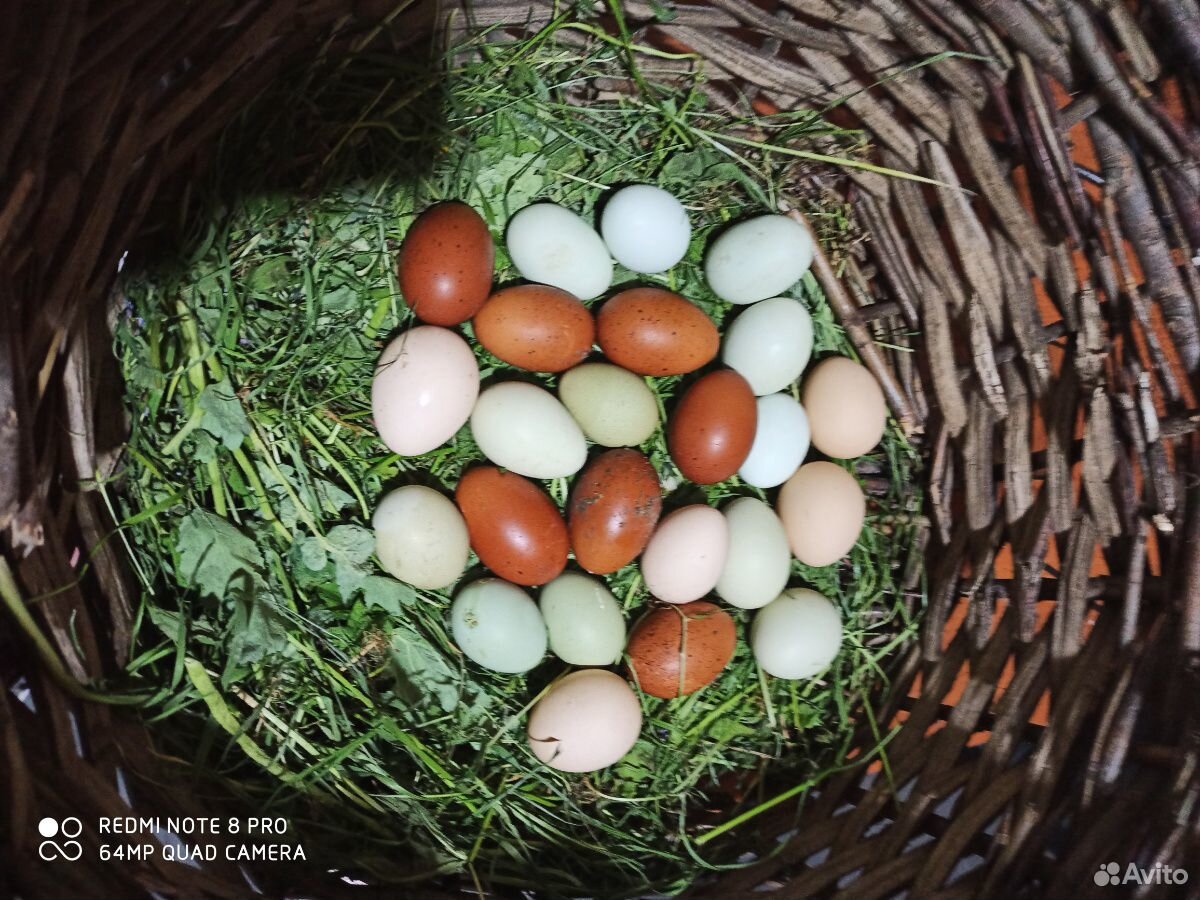 Яйцо домашнее куриное купить на Зозу.ру - фотография № 7
