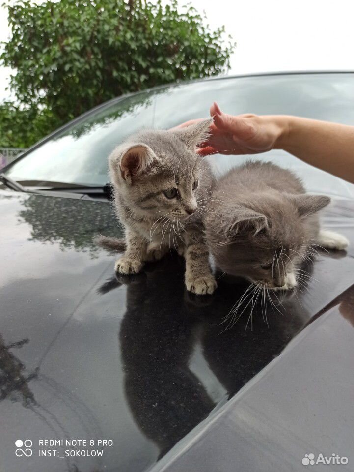 Кошка и кот купить на Зозу.ру - фотография № 4