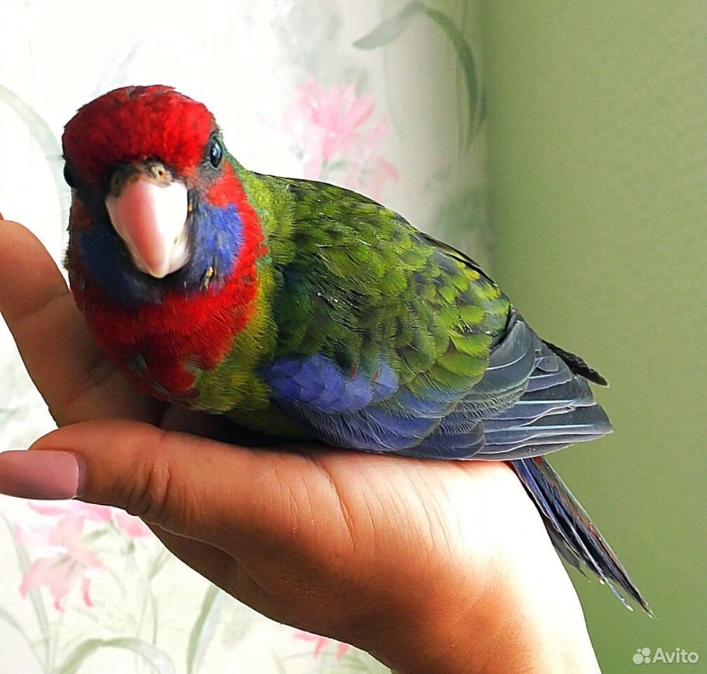 Розелла попугаи птенец купить на Зозу.ру - фотография № 3