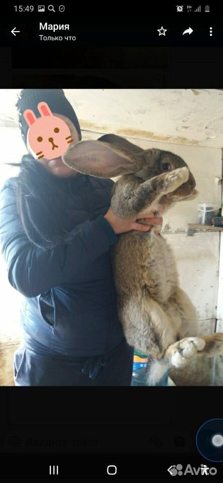 Кролики мясных пород Ризен,Фландр купить на Зозу.ру - фотография № 2