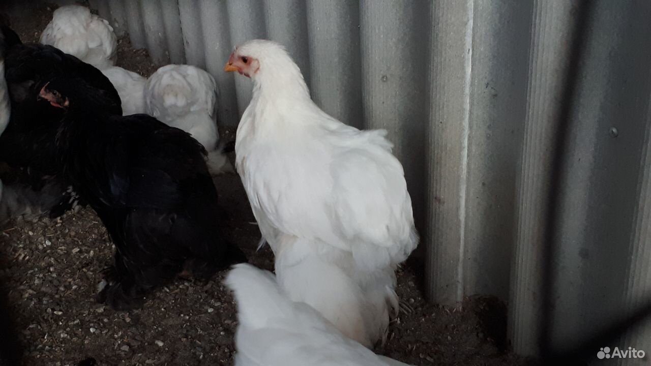 Цыплята Брама, инкубационные яйца купить на Зозу.ру - фотография № 3