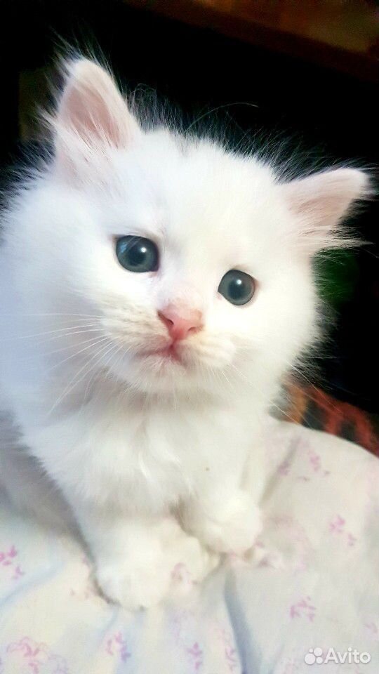 Белый котик,1,5месяца купить на Зозу.ру - фотография № 1