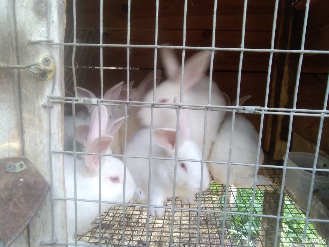 Кролики паннон купить на Зозу.ру - фотография № 1
