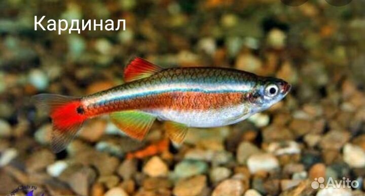 Рыбки аквариумные, улитки купить на Зозу.ру - фотография № 2