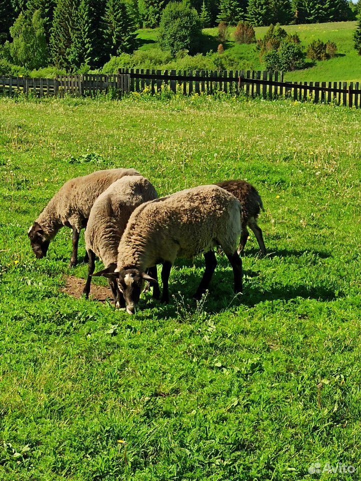 Продам овец купить на Зозу.ру - фотография № 1