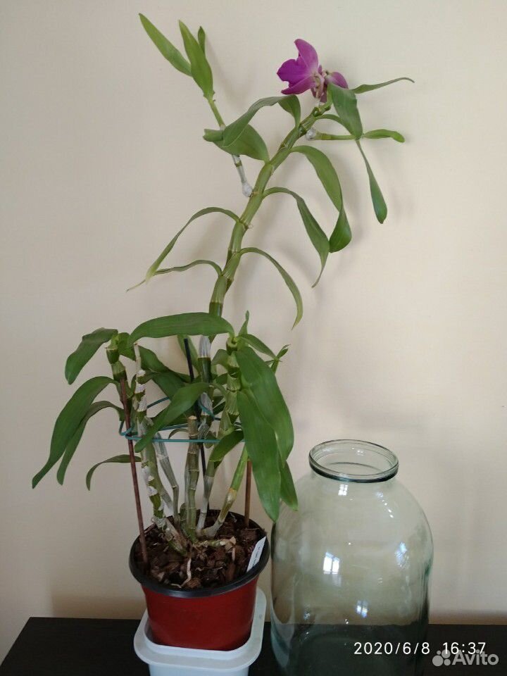 Орхидея Дендробиум Нобиле, детки купить на Зозу.ру - фотография № 5