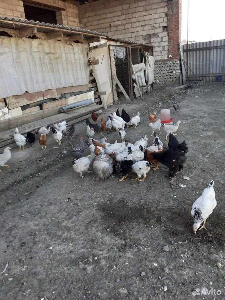 Продаются куры разные, есть еще и цыпляты купить на Зозу.ру - фотография № 2