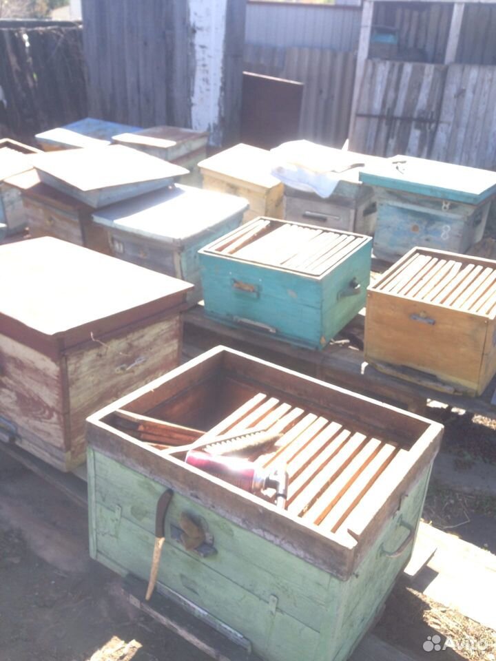 Ульи, пчелосемьи, рамки, пчелы купить на Зозу.ру - фотография № 1