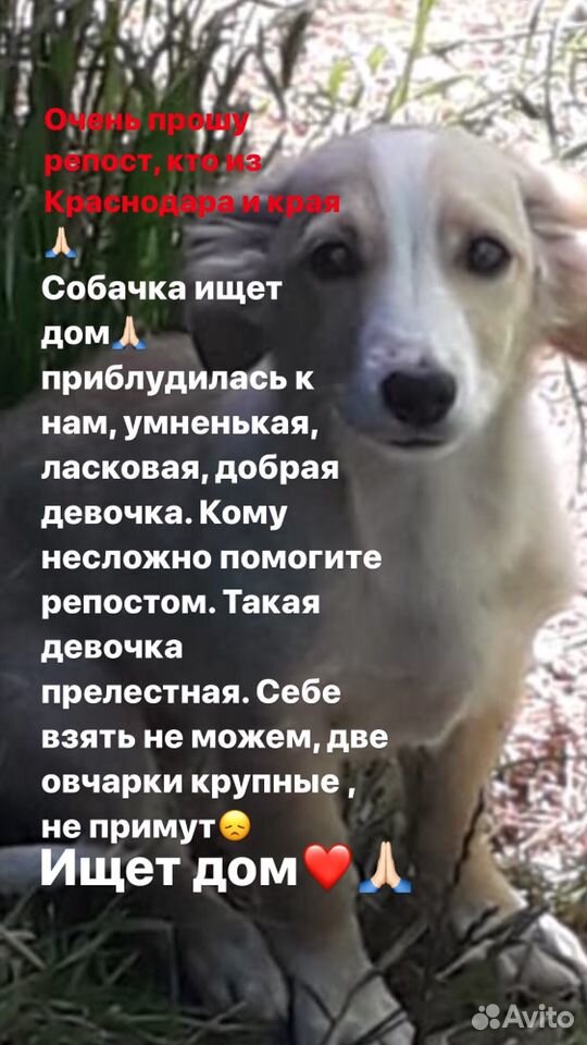 Собачка ищет дом купить на Зозу.ру - фотография № 2