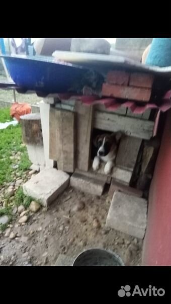 Молодои пес ищет дом купить на Зозу.ру - фотография № 2