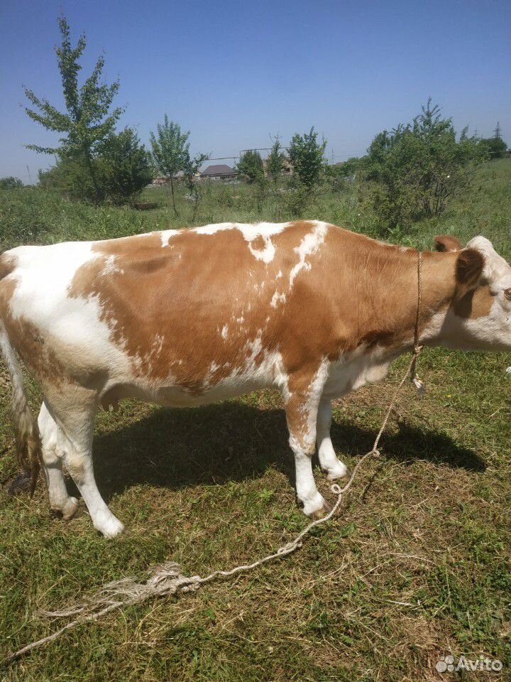 Корова семинталка купить на Зозу.ру - фотография № 2