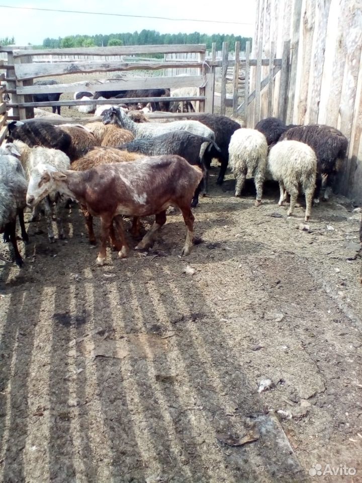 Овцы, бараны племенные купить на Зозу.ру - фотография № 8