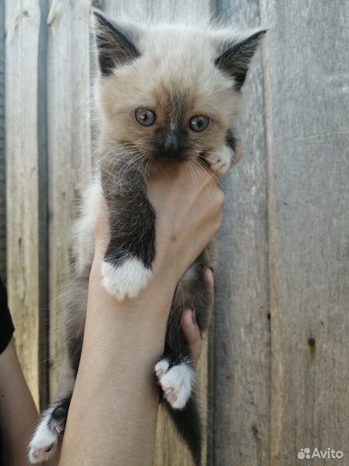 Отдам в добрые руки малышей котяток купить на Зозу.ру - фотография № 8