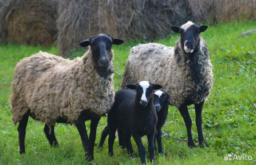 Романовские овцы купить на Зозу.ру - фотография № 1