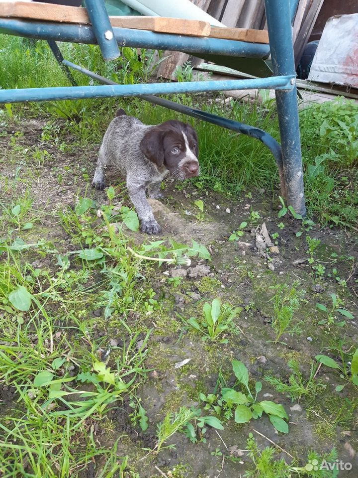 Продам охотничью собаку "Дратхаар" купить на Зозу.ру - фотография № 2