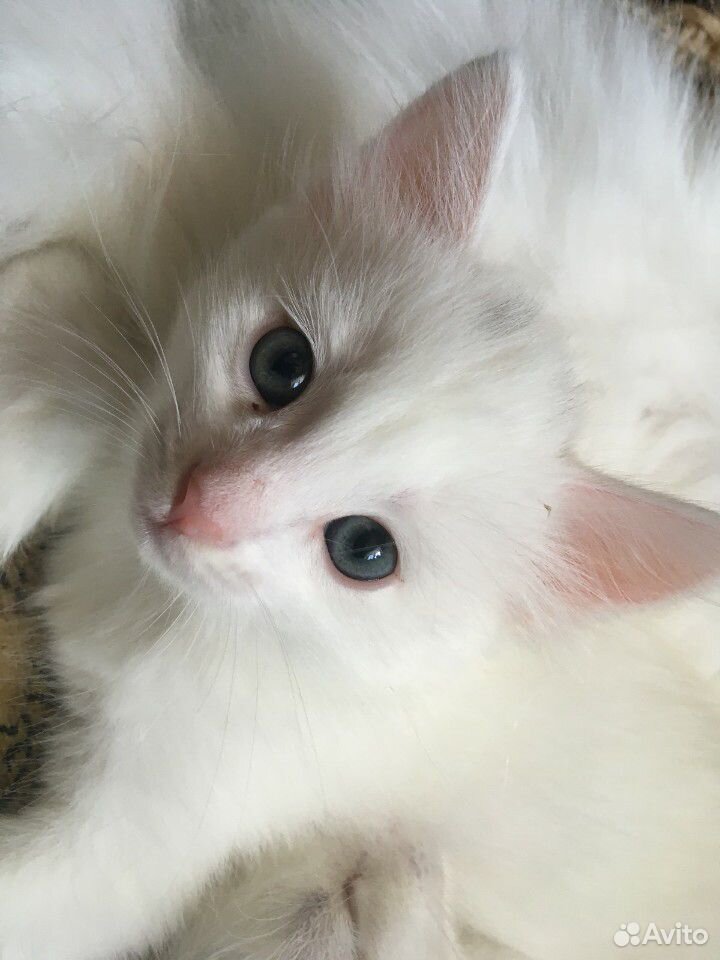 Беленький котик купить на Зозу.ру - фотография № 2