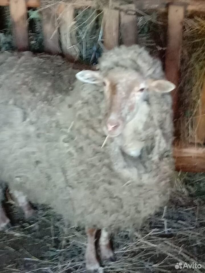 Продам овечку купить на Зозу.ру - фотография № 1