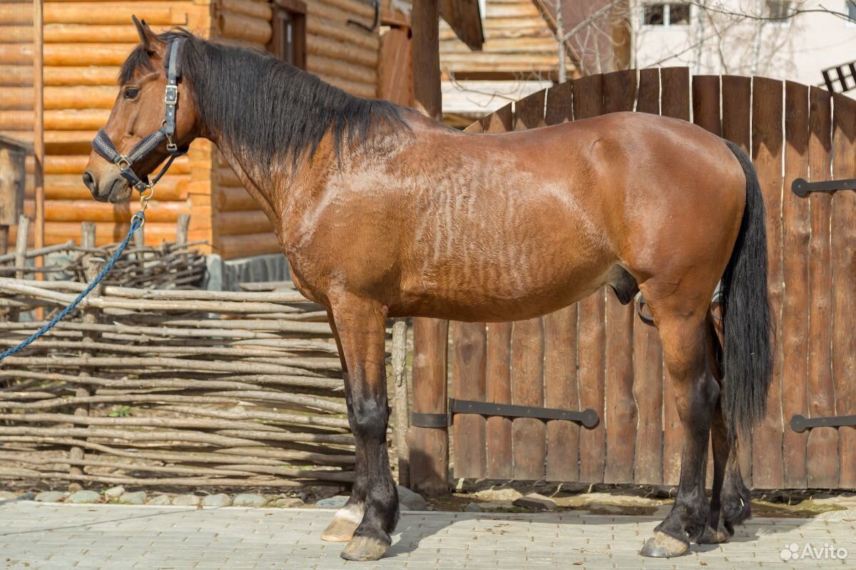 Лошади на продажу купить на Зозу.ру - фотография № 3