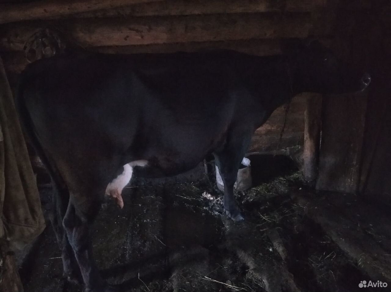 Продам корову и быка купить на Зозу.ру - фотография № 1