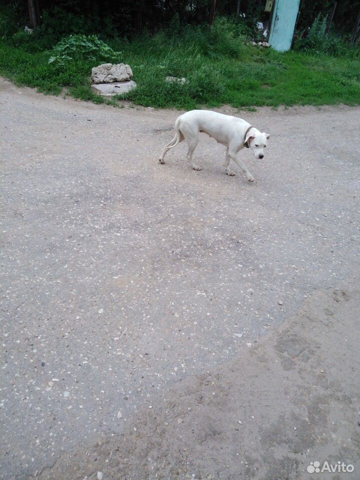 Нашлась собака купить на Зозу.ру - фотография № 3