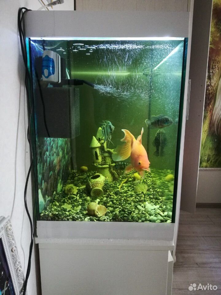 Красивый Аквариум с рыбками 170 литров купить на Зозу.ру - фотография № 8