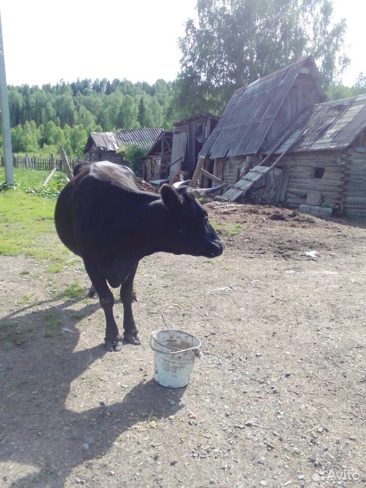 Обменяю корову на кабылу купить на Зозу.ру - фотография № 3