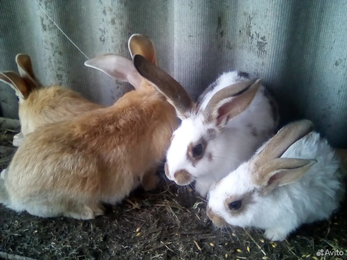 Кролики от 3 месяцев купить на Зозу.ру - фотография № 5