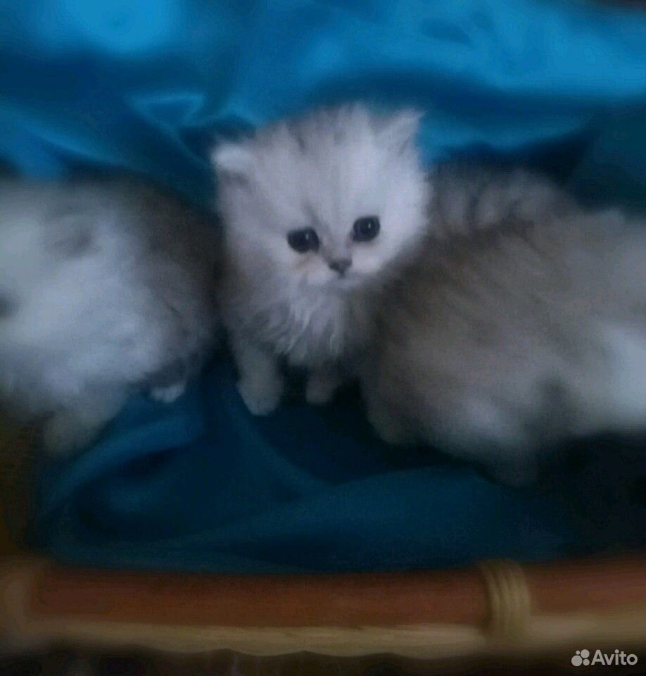 Котята персидские, шиншиллята купить на Зозу.ру - фотография № 3