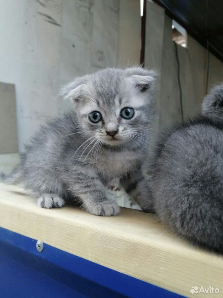 Вислоухие котята купить на Зозу.ру - фотография № 2