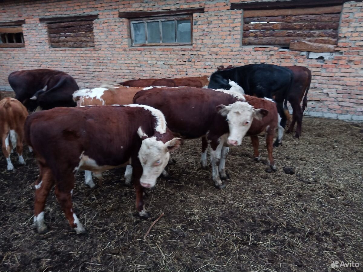 Тёлки и быки белоголовые купить на Зозу.ру - фотография № 2