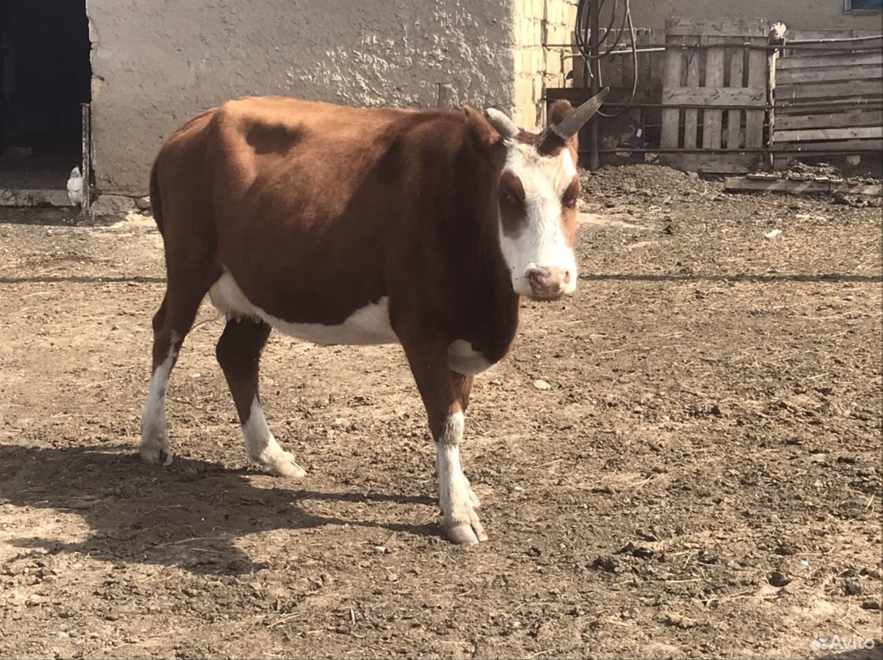 Бычок, корова купить на Зозу.ру - фотография № 4