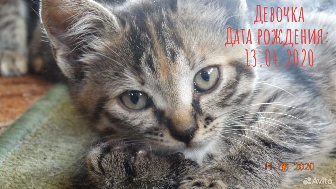 Котята беспородные купить на Зозу.ру - фотография № 4