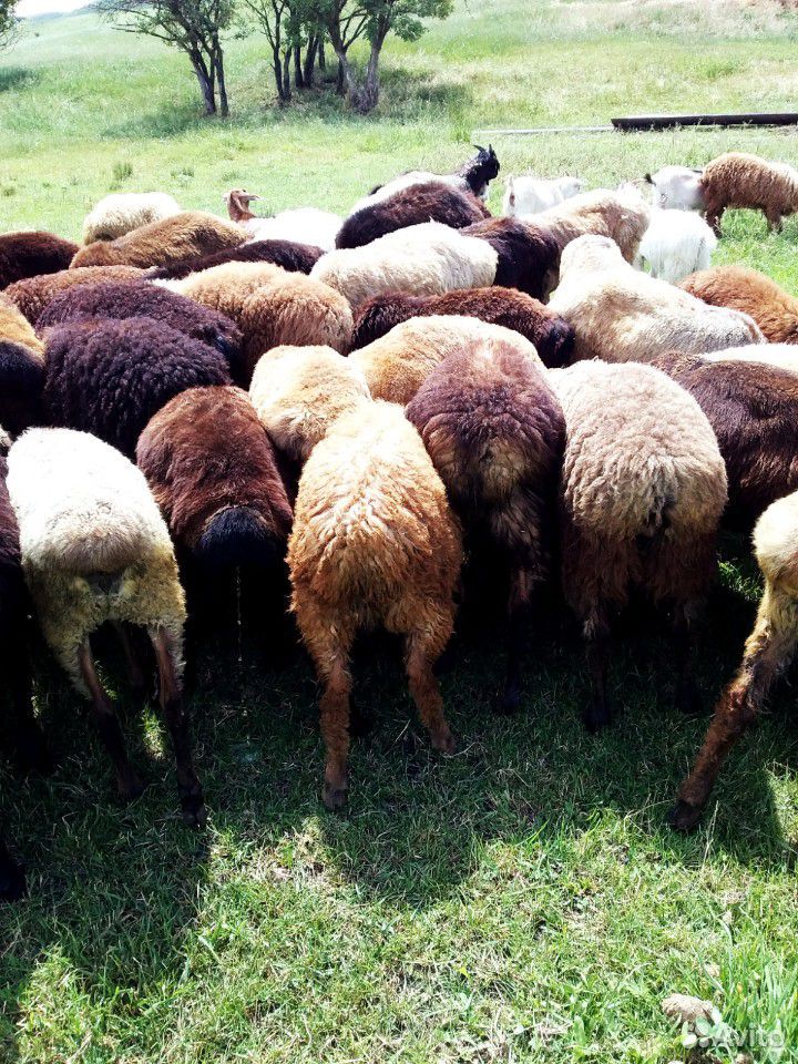Продаю коз с козлятами и овцы с ягнятами купить на Зозу.ру - фотография № 5