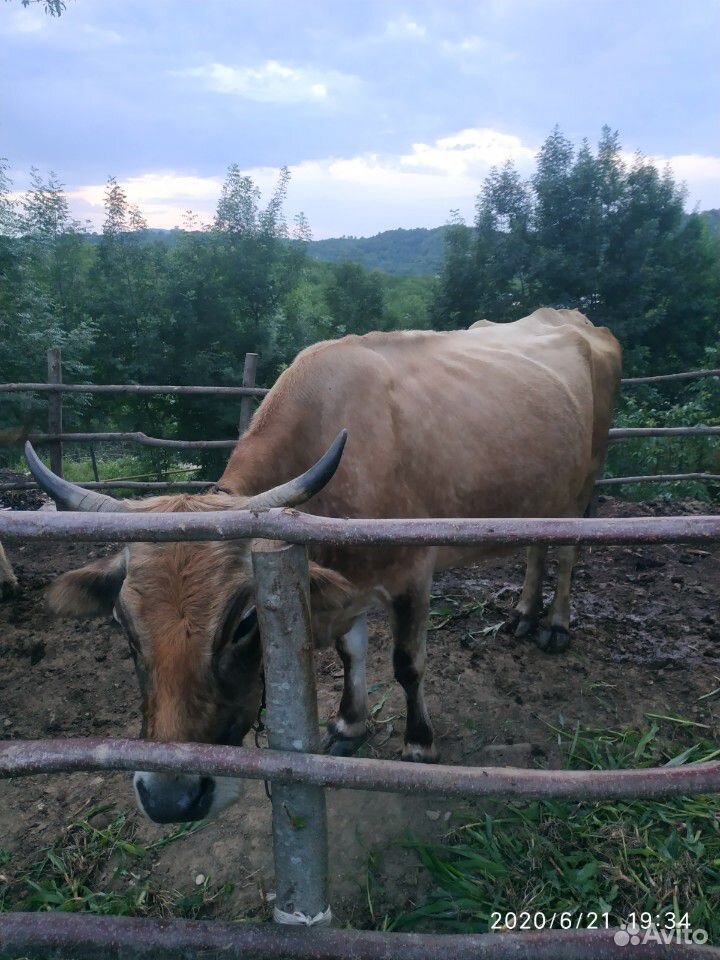 Корова с бычком купить на Зозу.ру - фотография № 7