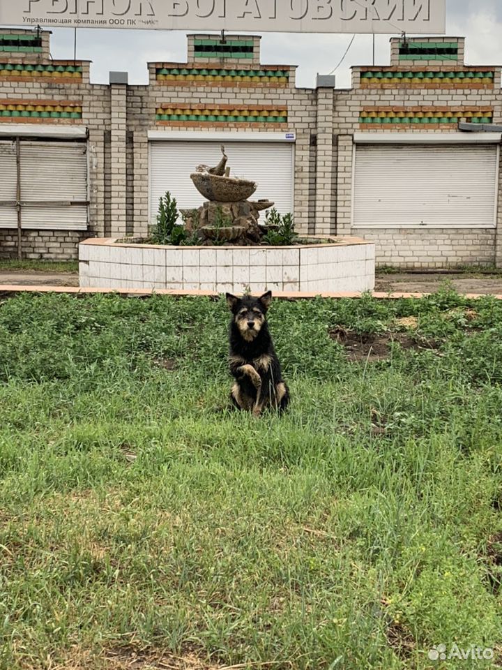 Пёсик ищет дом купить на Зозу.ру - фотография № 1