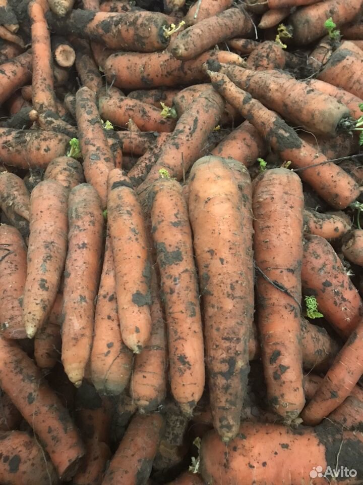Продать морковь купить на Зозу.ру - фотография № 1