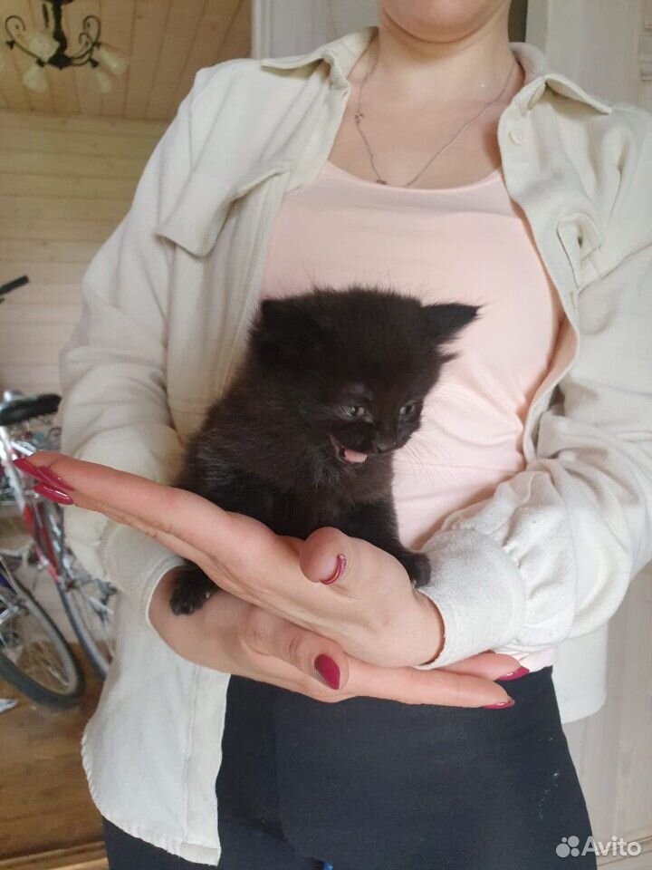 Котенок кот купить на Зозу.ру - фотография № 1