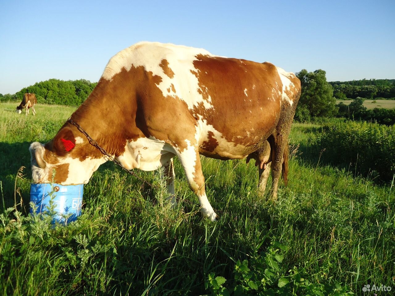Продам коров купить на Зозу.ру - фотография № 3