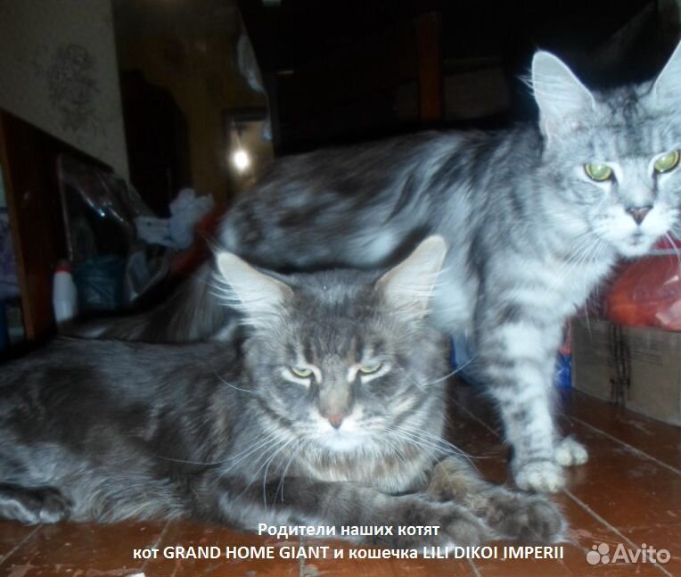 Котятки мейн-кун купить на Зозу.ру - фотография № 9