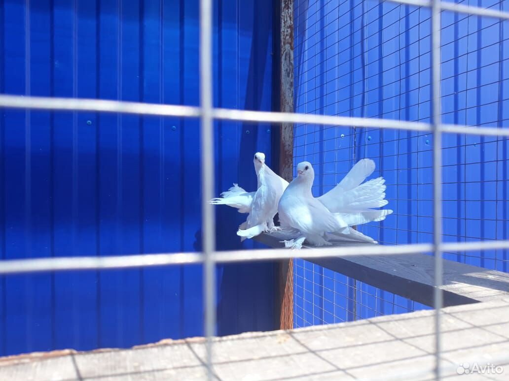 Продам статных голубей купить на Зозу.ру - фотография № 1
