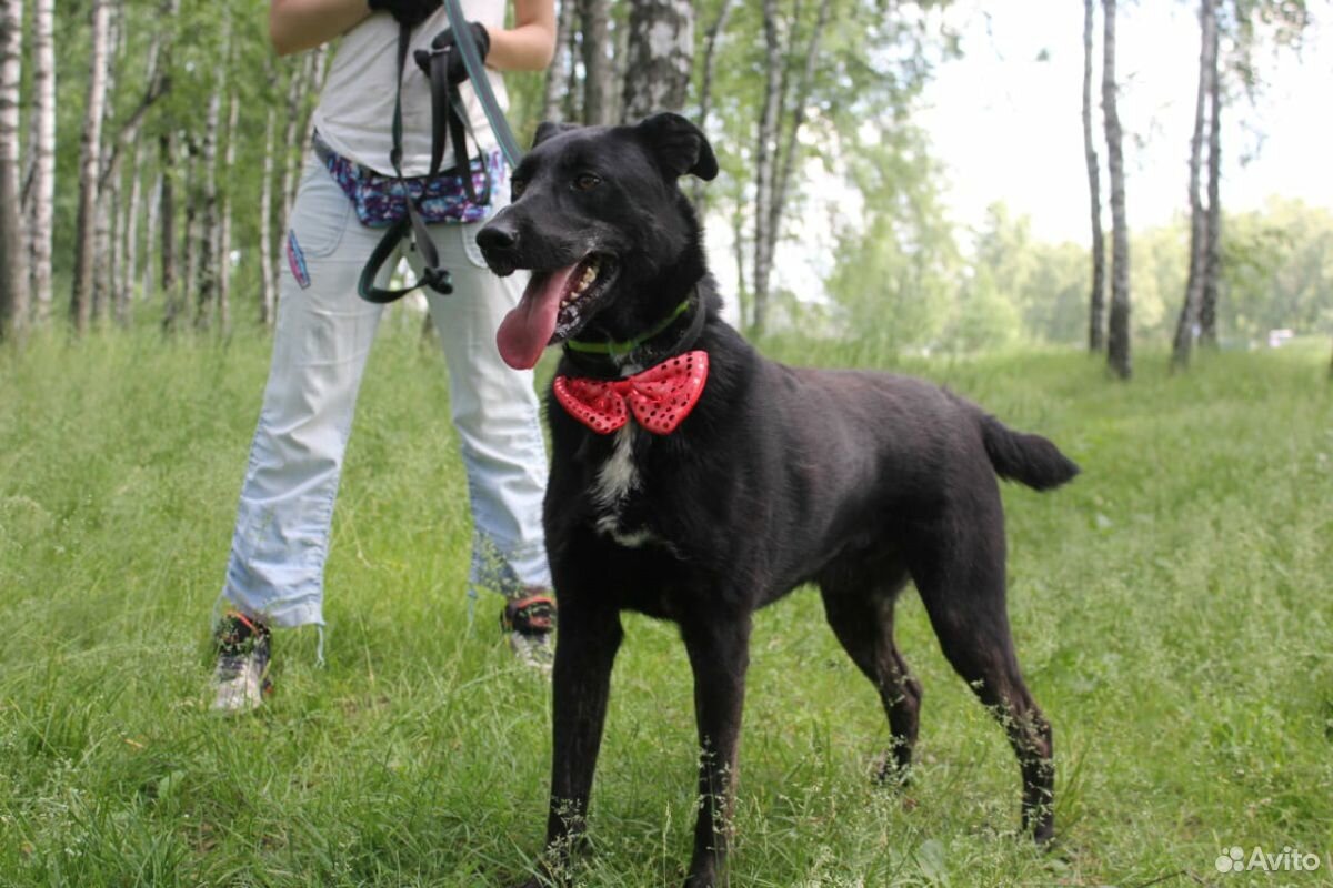 Активный молодой пёс Барт в добрые руки купить на Зозу.ру - фотография № 10