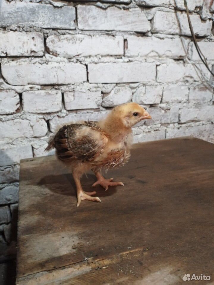 Цыплята (19 дней) купить на Зозу.ру - фотография № 1