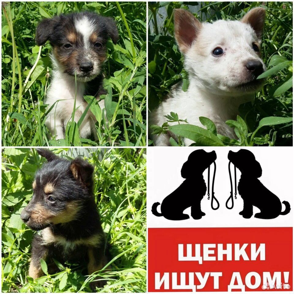 Помогите спасти щенков купить на Зозу.ру - фотография № 1