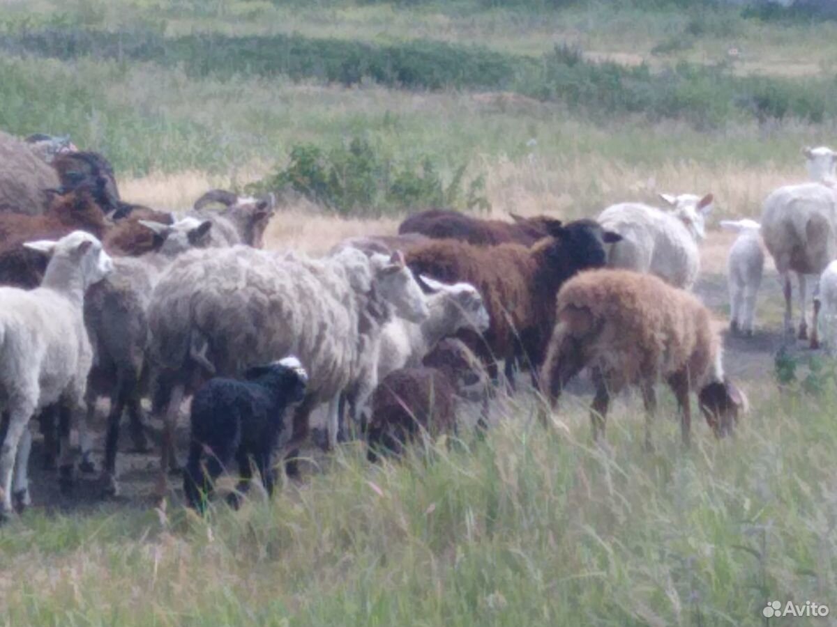Продам овечек с ягнятами купить на Зозу.ру - фотография № 3