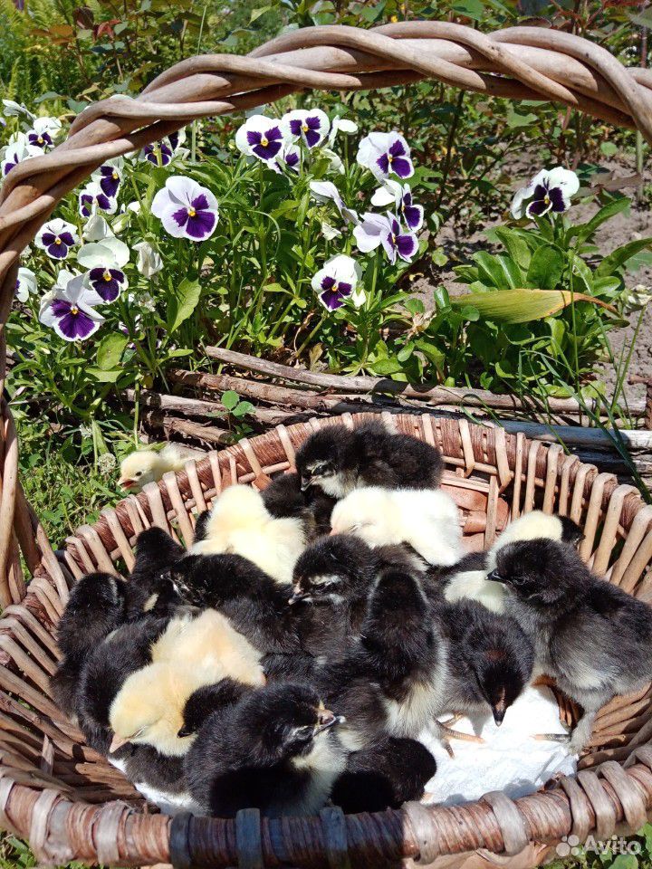 Цыплята, инкубационные яйца, петухи на племя купить на Зозу.ру - фотография № 2