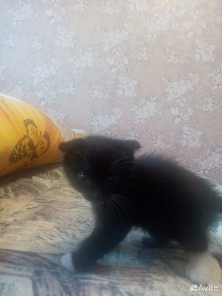 Отдам котят вислоухих купить на Зозу.ру - фотография № 5