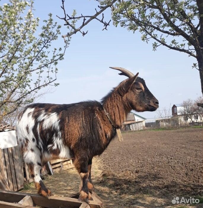 Камерунский козёл и козы купить на Зозу.ру - фотография № 2